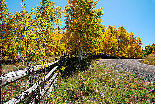 秋天,树,路边,科罗拉多,美国