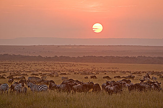 蓝角马,角马,斑马,牧群,日落,马赛马拉国家保护区,肯尼亚