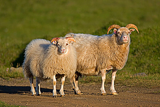 绵羊,冰岛,欧洲
