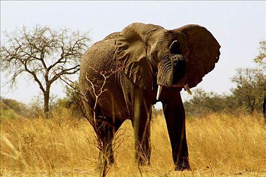 非洲象,站立,树林,国家公园,纳米比亚