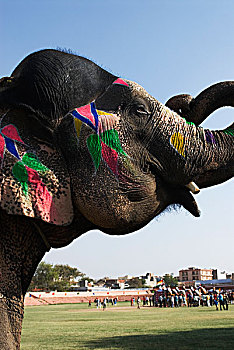 涂绘,大象,站立,土地,节日,斋浦尔,拉贾斯坦邦,印度