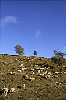 羊群,山腰,晴天