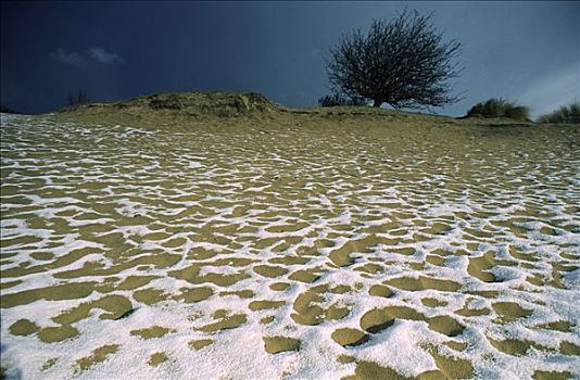 沙丘,遮盖,亮光,灰尘,雪,荷兰