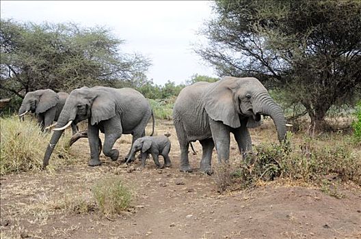 非洲,灌木,大象,年轻,非洲象,国家公园,坦桑尼亚