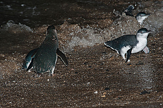 小蓝企鹅,群,出现,海浪,喂食,旅游,海上,菲利普岛,澳大利亚
