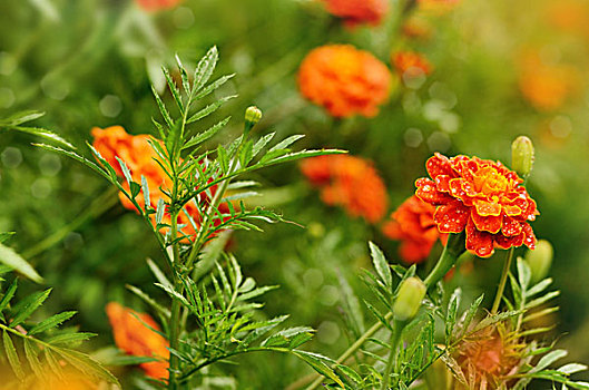 万寿菊,花,特写,阳光