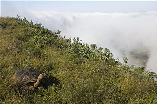 阿尔斯多火山海岛陆龟,加拉巴哥象龟,边缘,阿尔斯多火山,伊莎贝拉岛,加拉帕戈斯群岛,厄瓜多尔