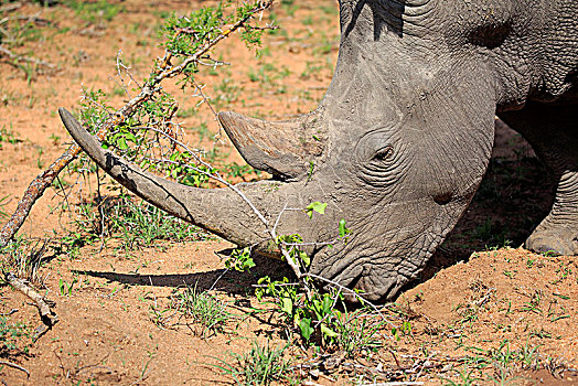 白犀牛,成年,动物,吃,觅食,厚皮动物,沙子,禁猎区,克鲁格国家公园,南非,非洲