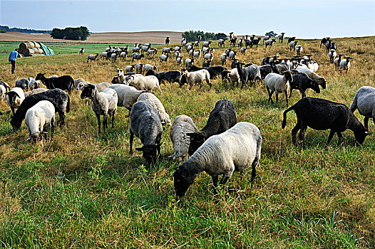 羊群,草场,梅克伦堡前波莫瑞州,德国,欧洲