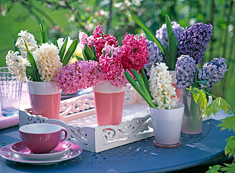 风信子,白色,粉色,蓝色,花瓶,蓝色背景,桌子