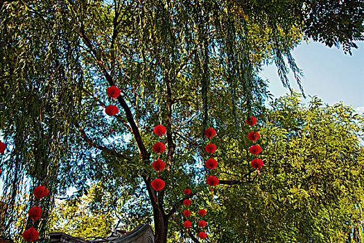 绿色的树上挂着两串中国红色灯笼