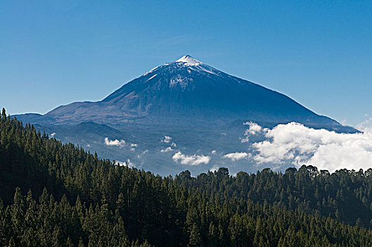 树,树林,火山,背景,特内里费岛,加纳利群岛,西班牙