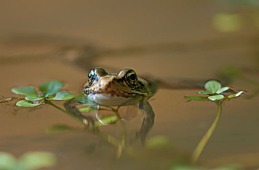 青蛙,漂浮,水塘,阿斯托里亚,俄勒冈,美国