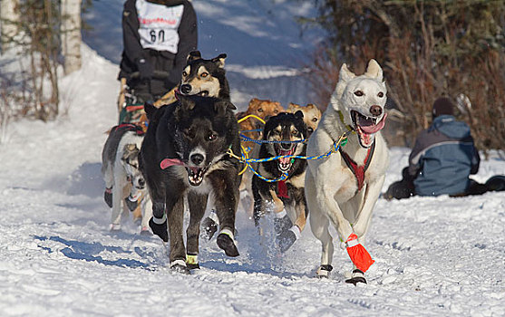 团队,拴狗绳,道路,柳树,重新开始,雪橇狗,比赛,阿拉斯加,冬天