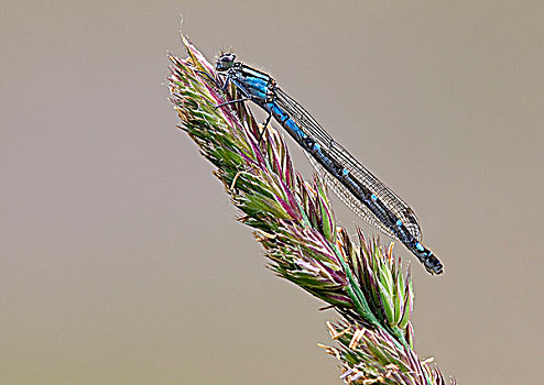 北方,蓝色,雌性,蜻蜓,加拿大
