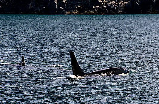 美国,阿拉斯加,靠近,奇奈峡湾国家公园,逆戟鲸