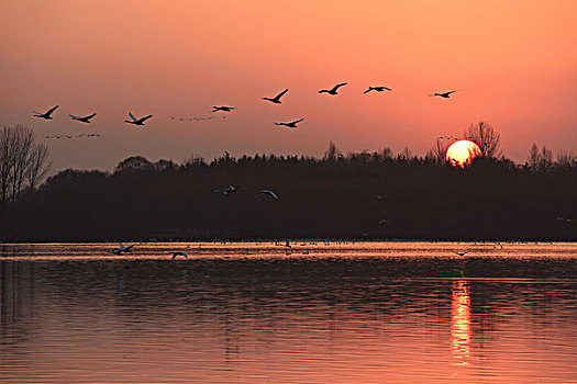 夕阳天鹅湖