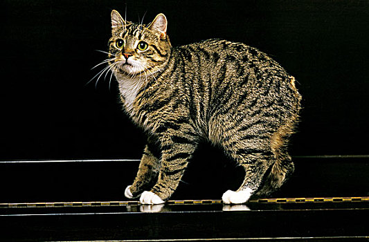 家猫,猫,尾部,钢琴