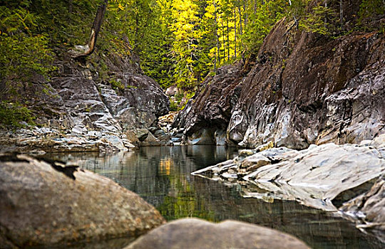安静,水,麋鹿,瀑布,不列颠哥伦比亚省,加拿大