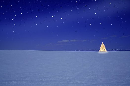 圣诞树,晴朗,冬天,山