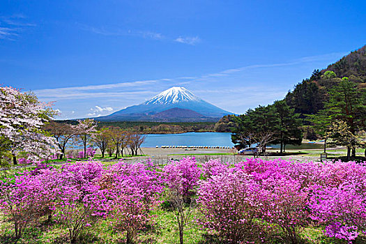 杜鹃花属植物,湖,群马县