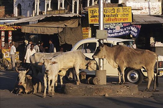 神圣,母牛,乌代浦尔,印度