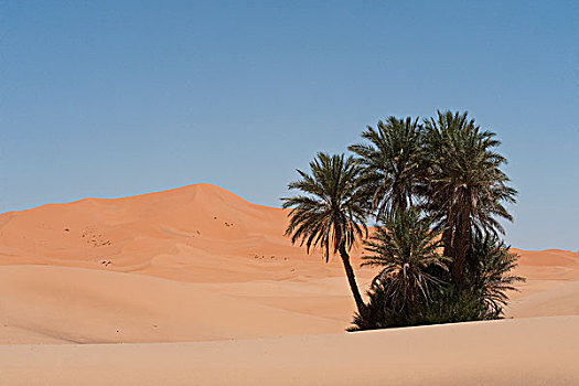 棕榈树,沙丘,却比沙丘,靠近,梅如卡,摩洛哥