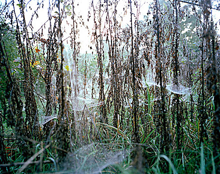 蜘蛛,网,遮盖,死亡,草,日出,废弃,娱乐,公园,比利时