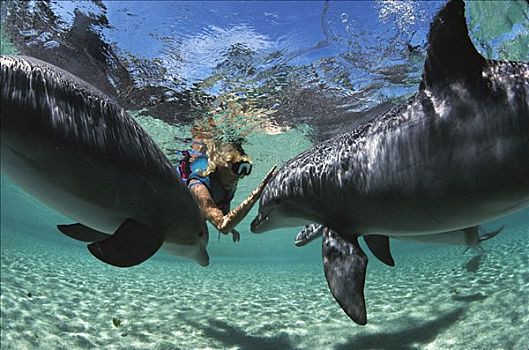 宽吻海豚,一对,互动,水下呼吸管,夏威夷