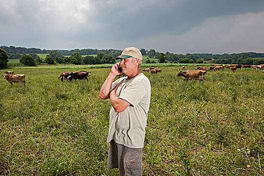 农民,手机,母牛,背景,长,绿色,马里兰,美国