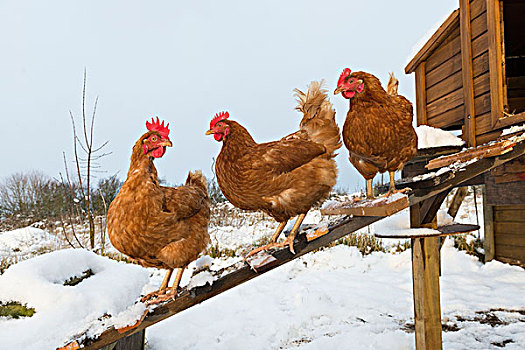 生活,鸡,户外,积雪,小块菜地