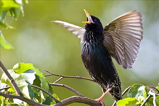示爱,八哥,紫翅椋鸟,巴登符腾堡,德国