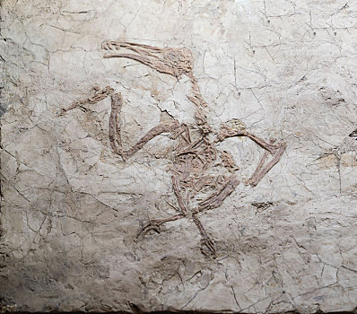 长嘴鸟化石标本