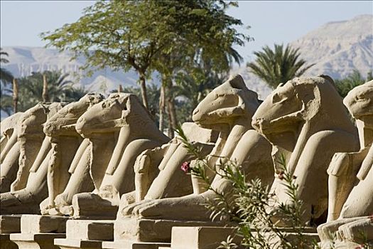 狮身人面像,卡尔纳克神庙,路克索神庙,尼罗河流域,埃及,非洲