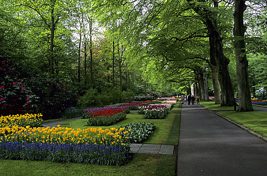 荷兰,靠近,阿姆斯特丹,库肯霍夫花园,郁金香,蓝色,麝香兰,游客