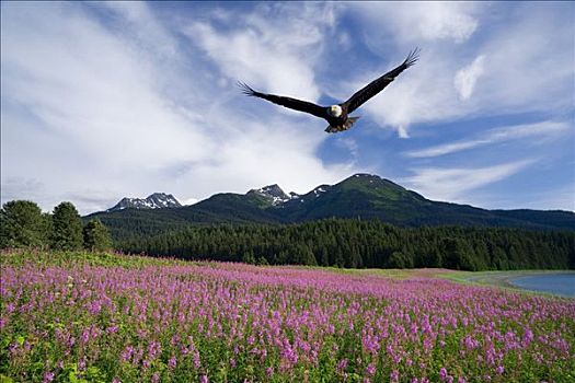 白头鹰,飞行,上方,草地,杂草,东南阿拉斯加,合成效果