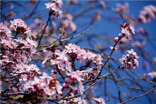 粉色,花,装饰,樱桃树