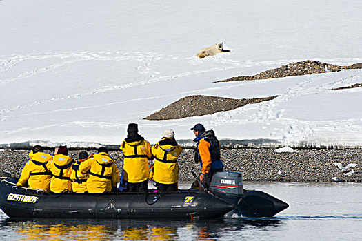 挪威,斯瓦尔巴特群岛,注视,北极熊,安全,黄道十二宫