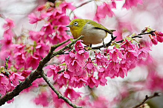 小鸟与樱花树