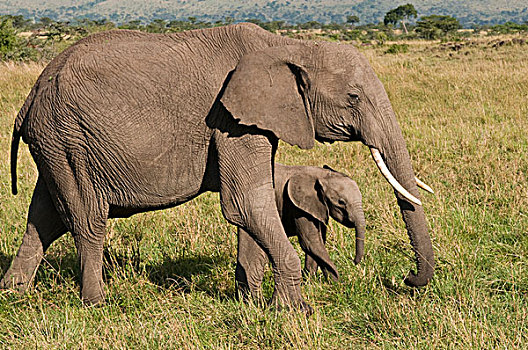 非洲,大象,幼兽,马赛马拉国家保护区,肯尼亚