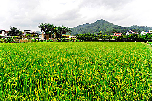 麦田