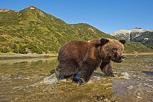 美国,阿拉斯加,卡特麦国家公园,大灰熊,棕熊,走,潮汐,湾,秋天,早晨