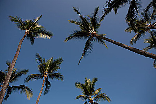 棕榈树,清晰,蓝天,仰拍