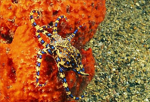 澳大利亚,有毒,蓝色,章鱼,联结,海洋,海绵