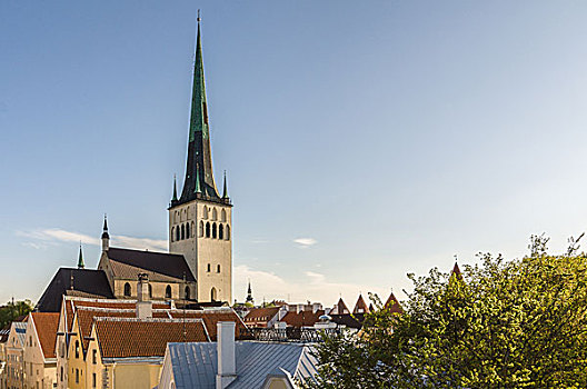 教堂,塔,老城,塔林,爱沙尼亚
