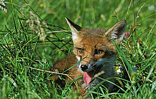 幼兽,红狐,狐属,保护色,高草