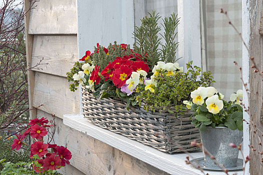 春天,盒子,窗台,樱草属植物,堇菜属