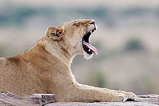 肯尼亚,马赛马拉,国家,野生动植物保护区,住宿,非洲,雌狮,哈欠,岩石上