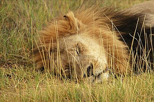 特写,狮子,瞌睡,树林,奥卡万戈三角洲,博茨瓦纳