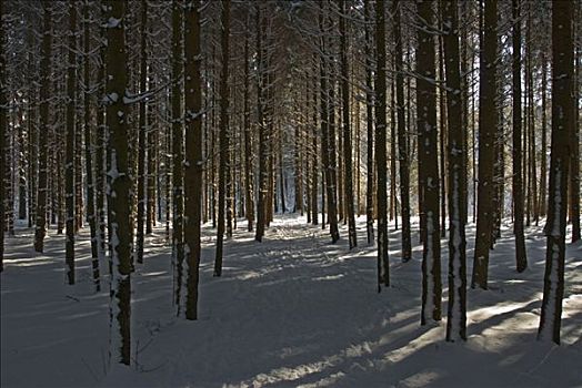 小路,树,树林,冬天,上巴伐利亚,德国